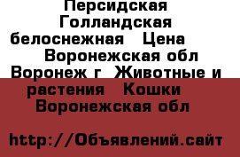 Персидская Голландская белоснежная › Цена ­ 5 000 - Воронежская обл., Воронеж г. Животные и растения » Кошки   . Воронежская обл.